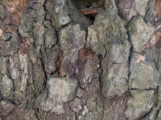 Wood Background