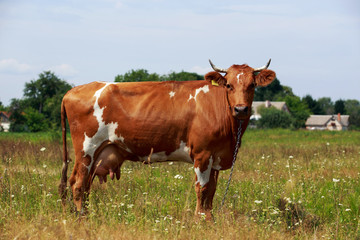 Fototapeta na wymiar the spotted cow
