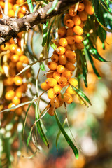 Orange berries of a sea-buckthorn