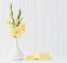 yellow gladiolus on white background