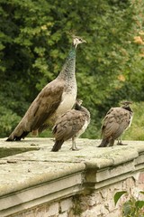 beautiful peacock in the castle garden