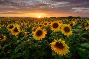 Sunflowers field at sunset	