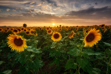 Sunflowers field at sunset	