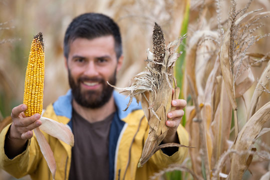 Farmer showing corn cobs