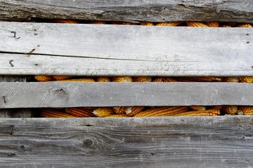 Wood Background with corn
