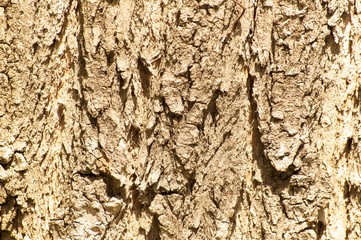 Wood Background