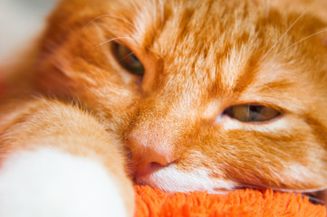 red cat close up sweetly sleeping