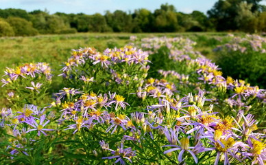  autumn aster meadow