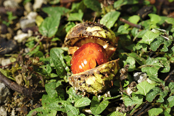 Weiche Schale, harter Kern: Kastanie 