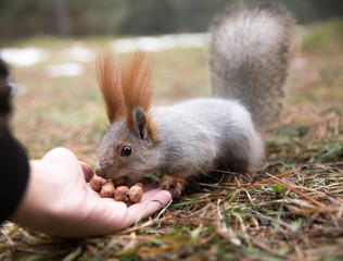 Cute squirrel in forrest, park sits on grass and eats nuts from hand at sunny day