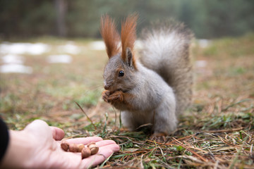 Naklejka na ściany i meble Cute squirrel in forrest, park sits on grass and eats nuts from hand at sunny day