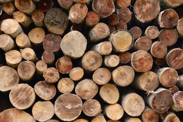 Fototapeta premium Pile of wood logs ready for winter
