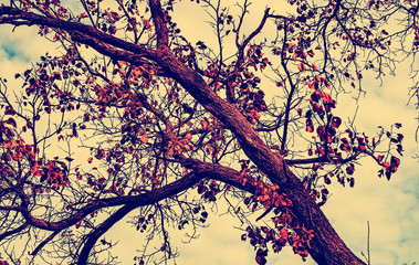 Fototapeta premium Autumn tree