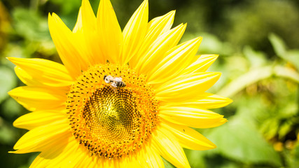 bee on sunflower