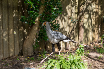Vogel