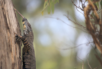 Tongue Poking Goanna in Australian Bushland