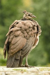 beautiful peacock in the castle garden