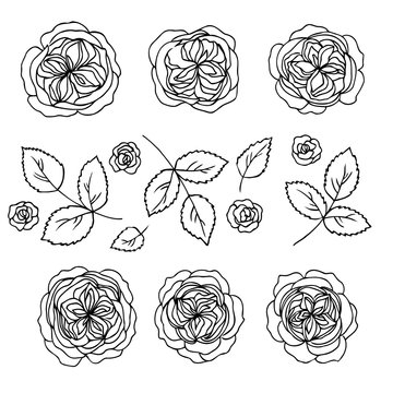 vector contour rose flowers and leaves set