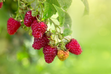 Raspberries on a branch close up.