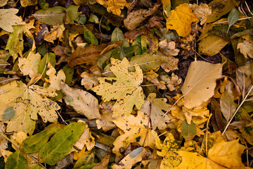 Autumn leaves, fallen leaves in autumn forest, abstract background of autumn leaves, autumn background, maple leaves