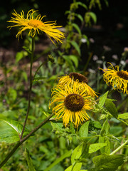 Blooming Telekia Speciosa yellow flowers macro, selective focus, shallow DOF