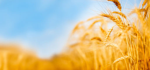 Picture of ripe wheat spike in field