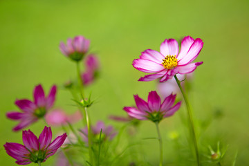 Fototapeta premium Pink cosmos flowers in the garden .