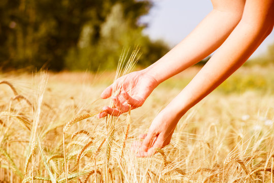 Image of man's hands with rye spikelets