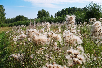 Fluffy field flowers. Shore lake Uvildy, Chelyabinsk oblast, Russia.