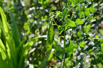 Fototapeta na wymiar Peas pods / Peas pods in a vegetable garden. Focused on the pea pod in the foreground.