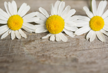 Obraz premium daisy flowers on wooden table. room for text 