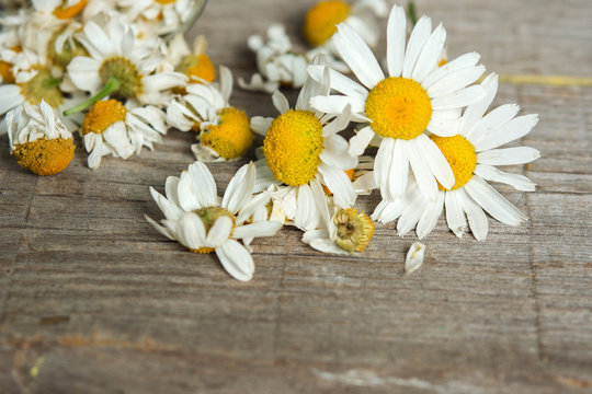 daisy flowers on wooden table. room for text 