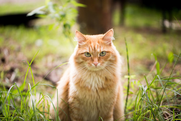 Naklejka na ściany i meble Beautiful red cat on the grass