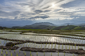 Green Terraced Rice Field in Pa Pong Pieng
