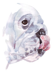 Watercolor illustration of english bulldog breed. Isolated dog's profile. A pet that licks