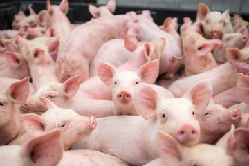 small pigs at the farm,swine in the stall. Meat industry.