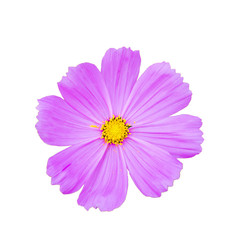 Pink cosmos flower top view isolated with clipping path.