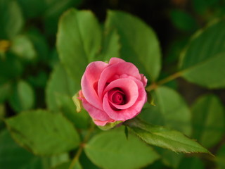 pink rose the symbol of love  