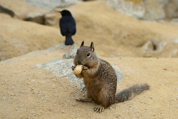 Naklejka na ściany i meble Cute little squirrel eating a nut on the coast 