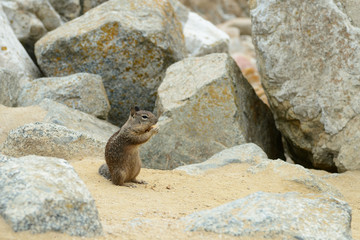 Naklejka na ściany i meble Сute little squirrel gnaws a nut on the sand 