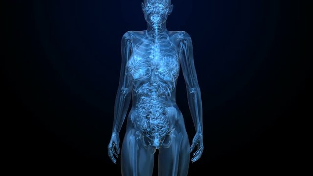Female ABDOMINAL organs details in black x-ray