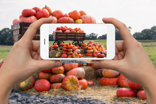 Woman take photo of big pile of pumpkins on a harvest festival by phone