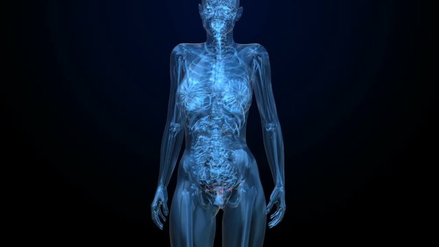 Woman reproductive system x-ray vie