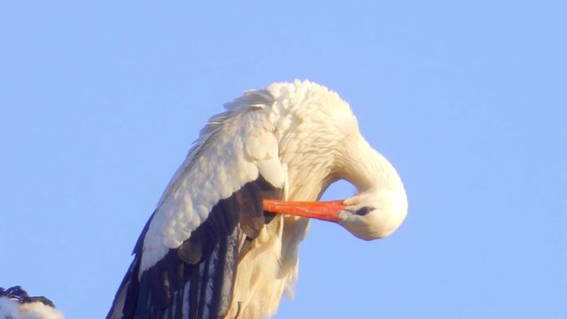Storch im Nest am putzt sich Gro&szlig;aufnahme