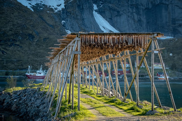 Traditional way of drying stock fish in Norway, Lofoten islands
