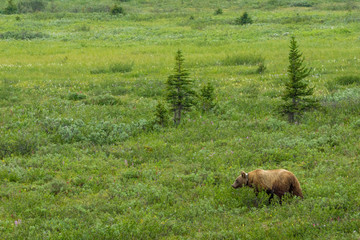 Grizzlybär am Icefields Parksway, Banff Nationalpark, Alberta, Kanada
