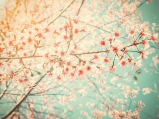 Obraz na płótnie Canvas Light pink of himalayan cherry blossom in Thailand