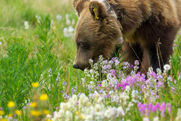 Fototapeta premium Grizzlybär in Blumen am Icefields Parksway, Banff Nationalpark, Alberta, Kanada