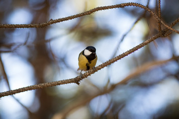 Small tit sit on branch tree on blured background