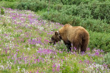Grizzlybär in Blumen am Icefields Parksway, Banff Nationalpark, Alberta, Kanada